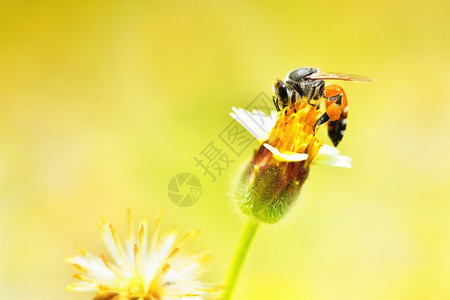 花儿上面的蜜蜂背景图片