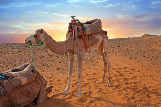 热土地摩洛哥ErgShebbi沙漠的骆驼国内图片