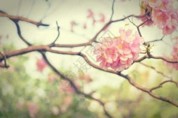 生动美丽的粉红Trumpet花朵或Tabebuia异血激素有选择焦点和古老效应风格情人节春天图片