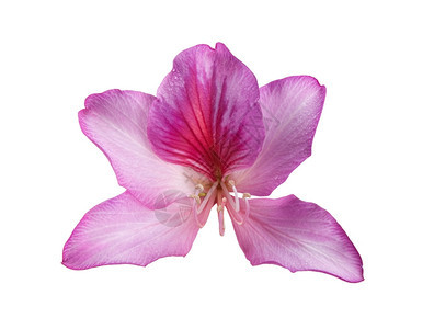 植物群新鲜的白色背景浅度DOF花朵美丽的粉红花朵充满活力图片