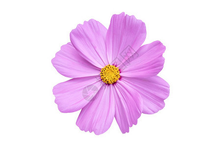 春天绽放花的粉红宇宙朵在白色背景上被孤立于白幕下的花朵图片