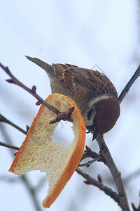 麻雀坐在树枝上吃面包不光滑的麻雀坐在树枝上吃面包自然尾巴冬天图片