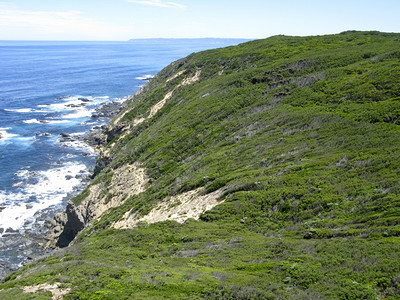 蓝色的南奥斯特拉利亚有悬崖和森林的荒野海岸岩石多的图片