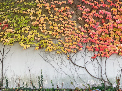 植物覆盖着秋色多叶背景的灰墙装饰树图片