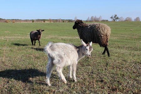 绵羊和山在草地上吃绵羊和山在牧场的绿草上吃小牛家畜赫德威克图片