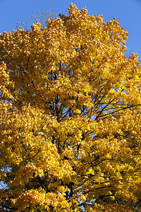 秋天初9月温暖的天气秋春梅花黄色的墙纸颜图片