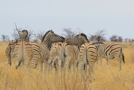 Zebra亲吻条纹语气颜色搞笑图片