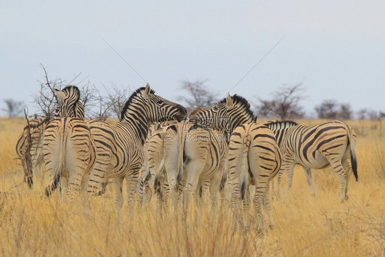 Zebra亲吻条纹语气颜色搞笑图片