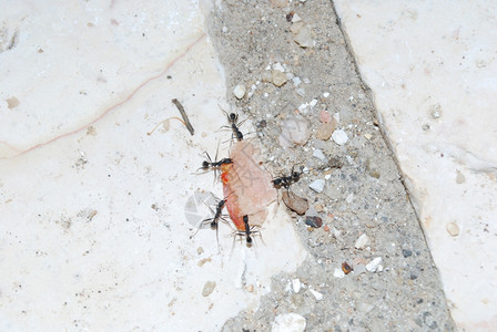 五只蚂蚁背着一小块火腿石头背景门户14昆虫团队图片