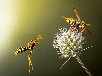 黄色的蜂在花周围飞掠食黄蜂在花周围飞掠食黄蜂绿色夏天图片