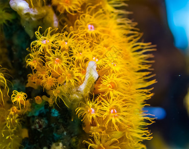 黄花菜热带在大型封闭海洋生物背景中关闭黄色的赞tharia海葵礼仪团体图片