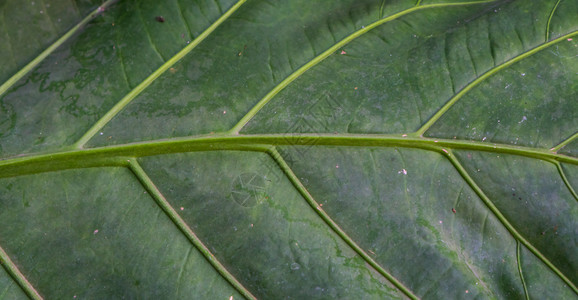 质地粮食异国情调热带植物叶子的大型封闭自然细节背景等以及图片