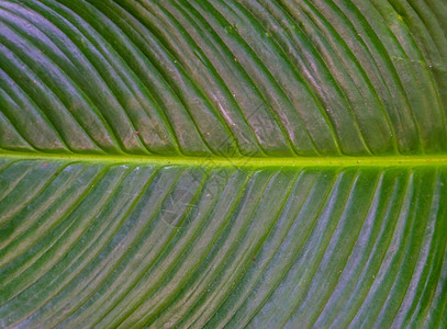 植物群封闭的热带植物绿叶天然本底质素材农业园艺图片