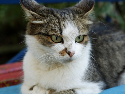 可爱的动物群国内大毛猫它躺在旧蓝长椅上一只猫的脸闭上图片