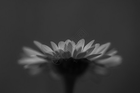 丰富多彩的生动模糊背景上的孤立雏菊模糊背景上孤立的黑色和白雏菊花瓣背景图片