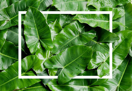 植物群最佳复制热带绿树叶背景图片