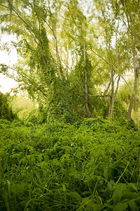 树木草绿色爬动植物接管并形成一个茂密充满活力的丛林精美垂直图片