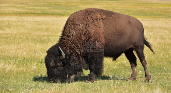 在南达科他州美国水牛放牧使平原草地触目惊心动物场地牛科图片