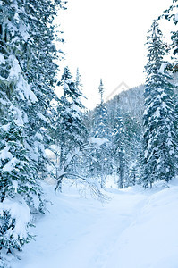 北方雪堆平静的在冬季森林中一条小路充满鲜雪图片