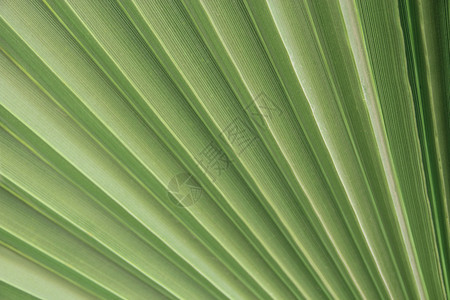 棕榈叶纹理特写棕榈叶绿色纹理棕榈叶线条和纹理自然背景图案有质感的花园丛林图片