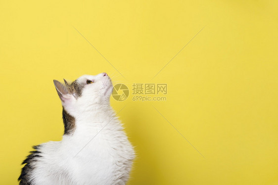 黄色背景前的猫咪图片