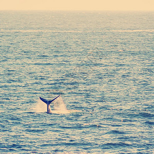 真巴拉那澳大利亚具有海洋地平线的南向右鲸尾巴带有逆向Instagram样式过滤效果图片