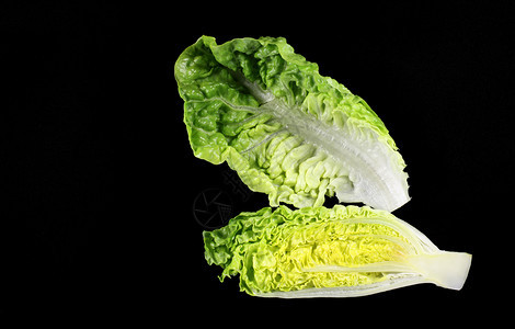种类有机的莴苣是一种各生菜上面长着高头的黑绿色树叶中间有坚固的肋骨在中心下面还有一根紧实的肋骨它是一个巨大的生菜里面有一头高大的图片