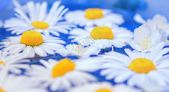 花瓣卡片洋甘菊在蓝水中紧闭有选择焦点的花朵戴西人或克赖桑特罗姆斯的花朵格勒普图片