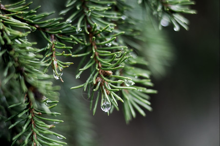 春天分支机构极深的bokeh树枝末端的雨滴植物图片