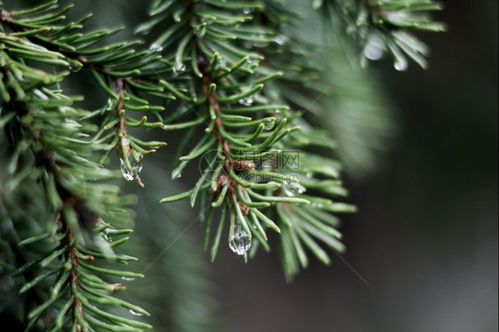 春天分支机构极深的bokeh树枝末端的雨滴植物图片