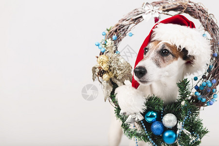 梗犬有趣的戴带Xma装饰的帽子可爱狗假期图片