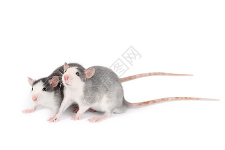 出去灰色的蓬松两只年轻灰鼠孤立在白色背景的鼠养宠物家大鼠关闭图片