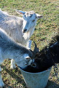 场地夏天三只山羊饮水从田里的桶喝水轻擦图片