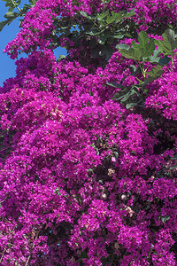 里维埃拉衬套美丽的灌木丛有布林维尔的鲜花盛开图片