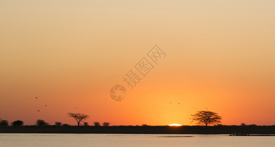 巨大的海非洲博茨瓦纳的阿卡西亚树和水上阳光照耀着非洲古老日落经典的图片