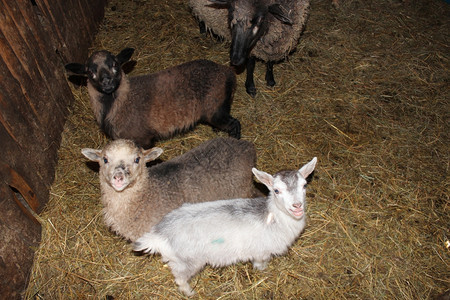 赫德威克哺乳动物牛棚里的羊站在鼻孔图片
