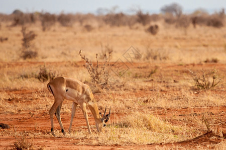 野生动物伟大的一只羚羊正在肯尼亚的热带草原吃非洲人图片