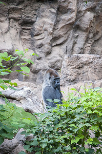 动物园的黑猩猩图片