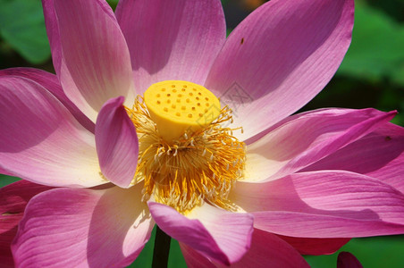 春月的莲花紧贴充满活力的粉红花瓣和绿莲叶造就美丽抽象的背景绿色越南丰富多彩图片