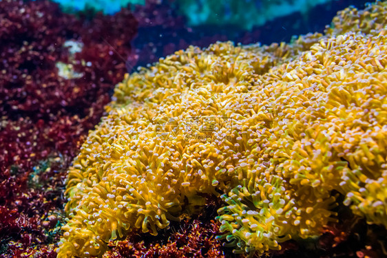 带头难的地毯水族馆宠物海洋生背景藻床石状珊瑚物种水产养殖中的流行水族馆宠物海洋生背景图片