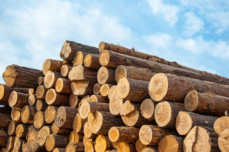 松树行业保持天然自物理结构和砍伐树木化学成分的材料树种和木林材料优质的图片