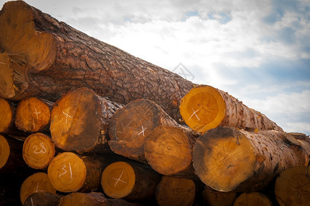 木工建设者林业保持天然自物理结构和砍伐树木化学成分的材料树种和木林材料图片