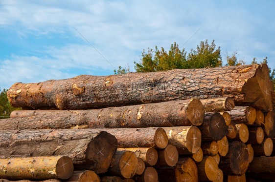 建造设者堆叠的保持天然自物理结构和砍伐树木化学成分的材料树种和木林材料图片