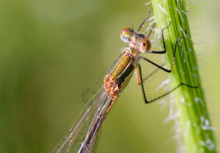 野生昆虫蜻蜓图片