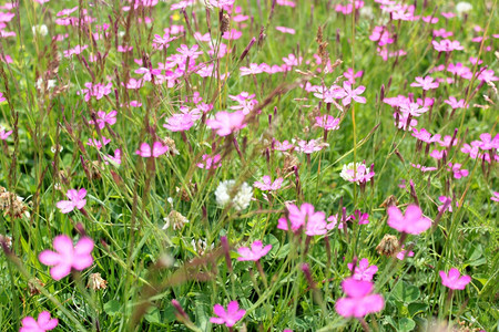 一些美丽的粉红色花朵画面叶子明信片自然图片