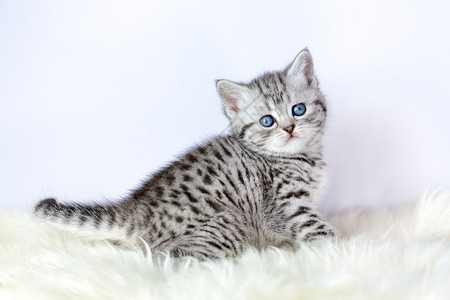 斑蓝色的白坐在羊皮上小黑银猫图片
