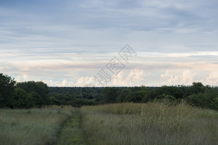保护南部非洲布满树木天空和云彩的fruger公园生态轮廓图片