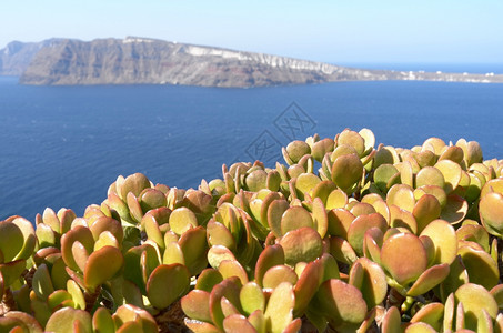 游客宽的与希腊圣托里尼岛Thira的Succulents火山口图片