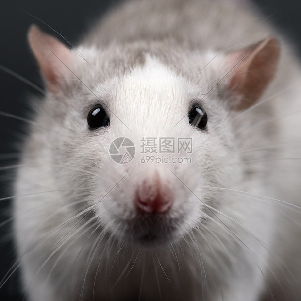 老鼠肖像关闭了宠物概念有趣的灰色小老鼠直接看着相机Rat肖像关闭了宠物概念尾巴耳朵年轻的图片