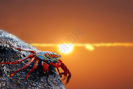 天线克鲁兹日落时沙莉浅脚螃蟹附近托尔图加图片